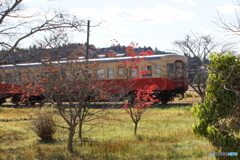 秋の彩りとキハ200！