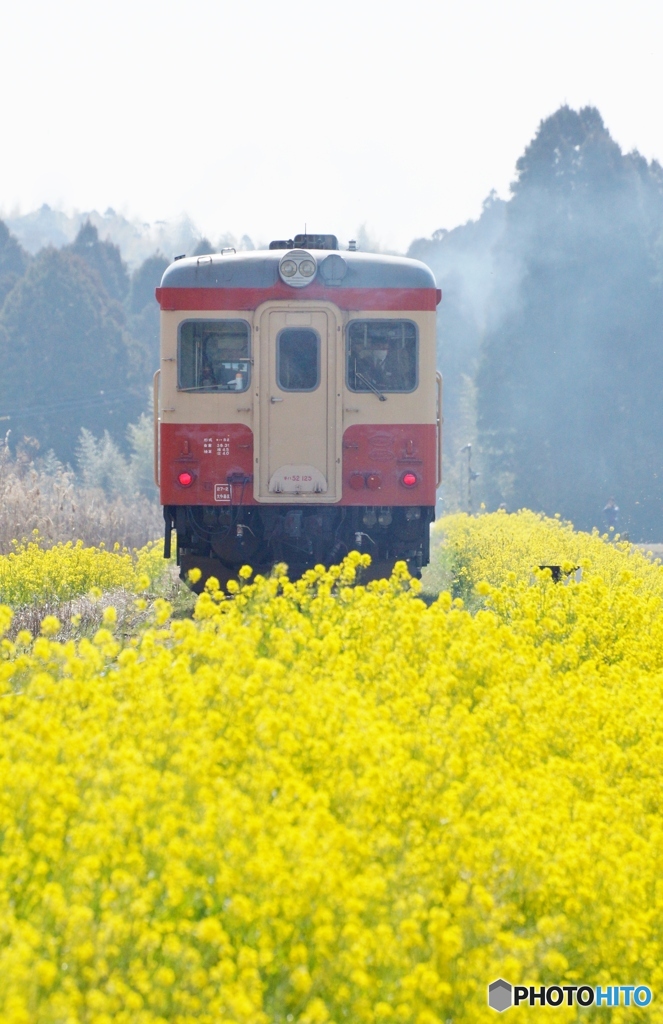 2024　いすみ鉄道菜の花①～④の中の③