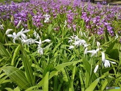 紫蘭の花！紫＆白