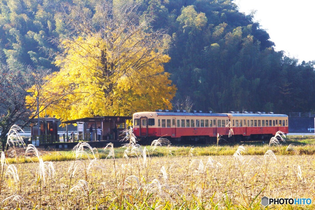 銀杏の黄葉とキハ200！