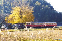 銀杏の黄葉とキハ200！