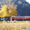 銀杏の黄葉とキハ200！