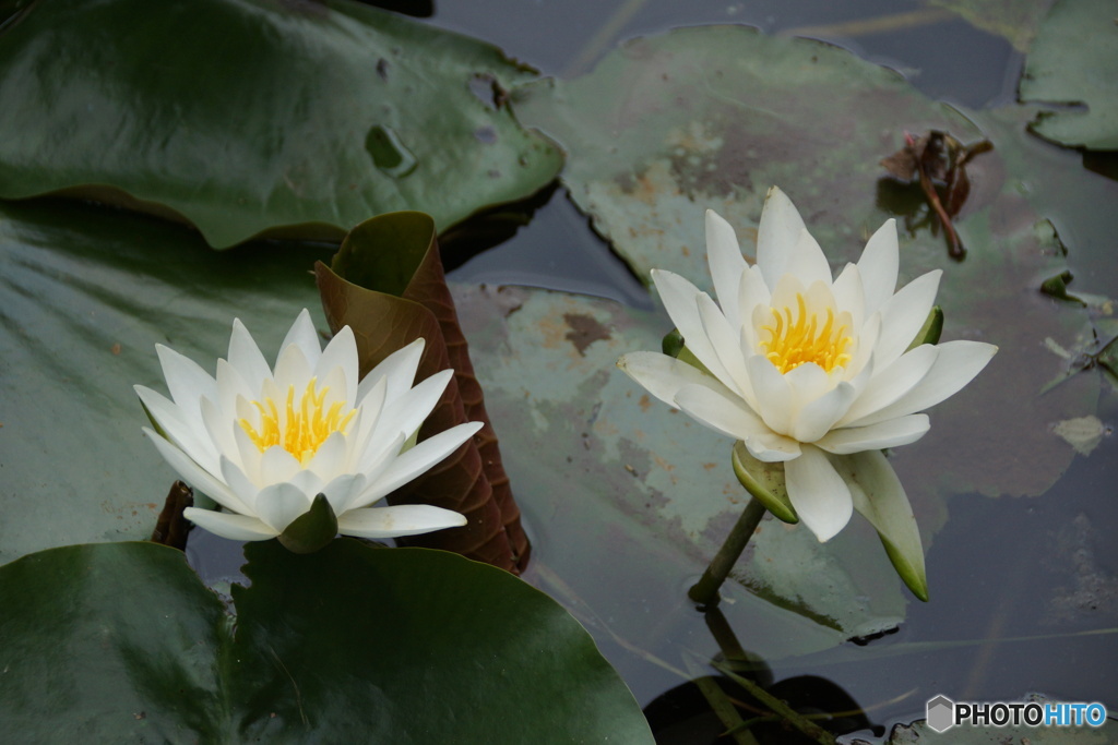 可憐な花！白い睡蓮！