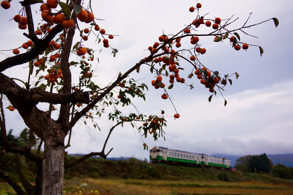 柿の木とキハ40！①