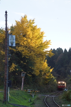 夕暮れの大銀杏にキハ200！