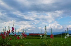 会津若松市の花とタラコ・急行色の列車‼