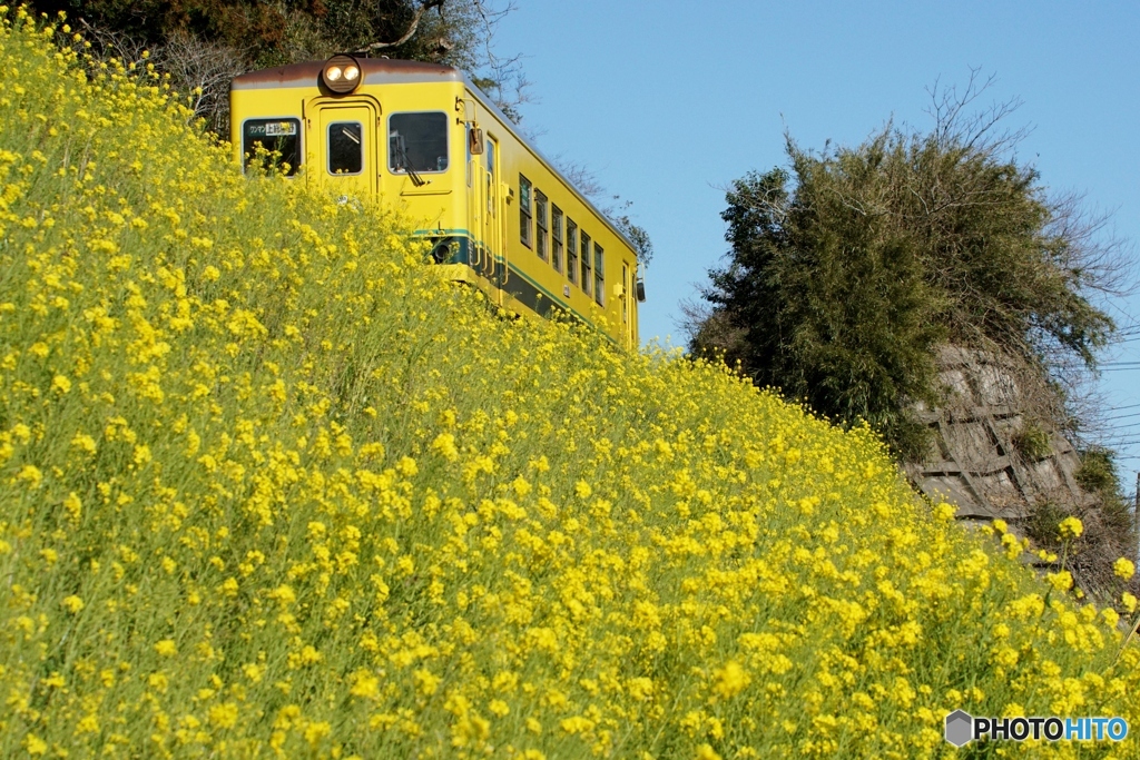 列車の顔が隠れるほどの菜の花の丘！