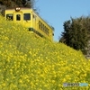 列車の顔が隠れるほどの菜の花の丘！