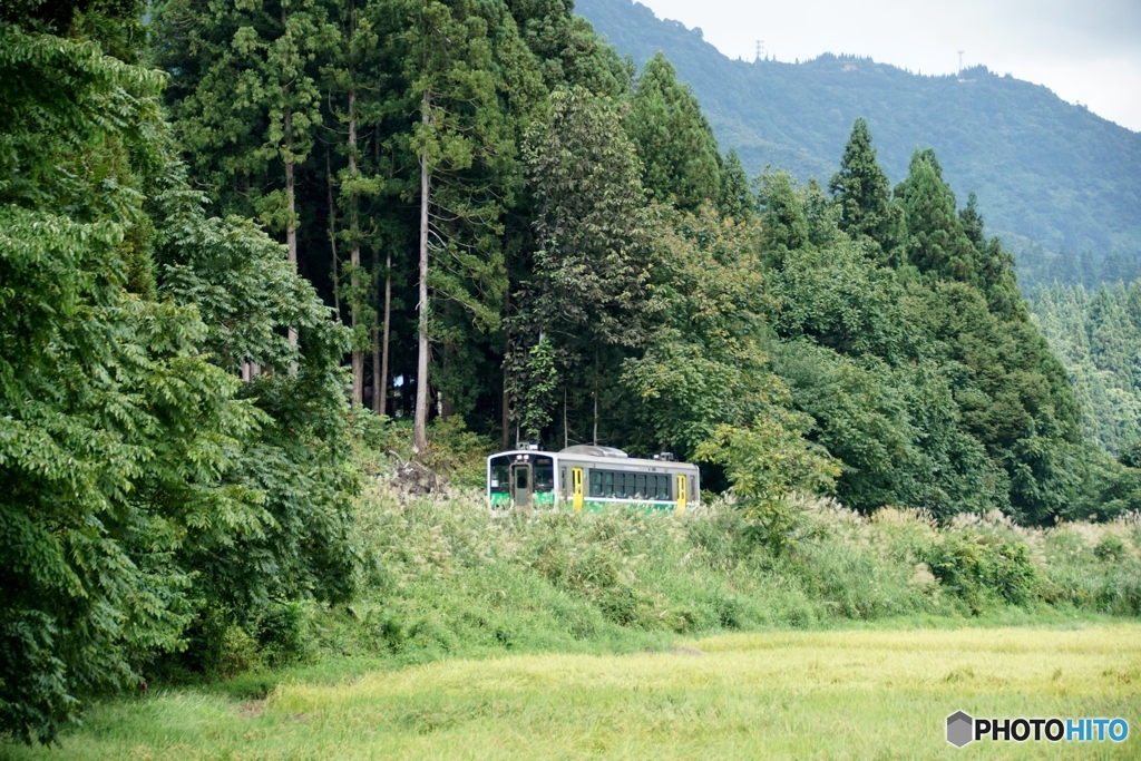 ススキの築堤を走るキハ120！