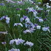 花菖蒲が一斉に！