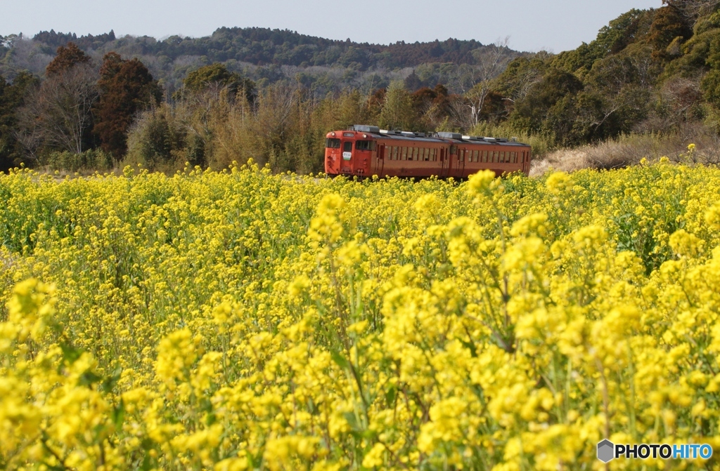 2024　小湊鉄道の菜の花事情①～⑨の中の⑥