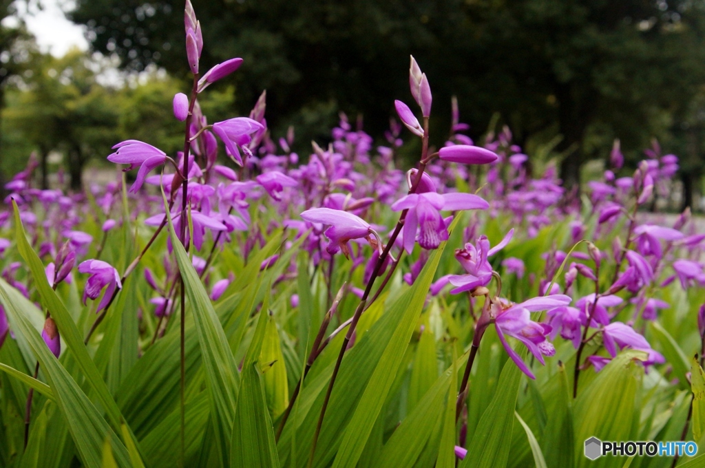 散歩道で見かけた「紫蘭」⁈という花！