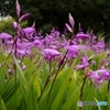 散歩道で見かけた「紫蘭」⁈という花！