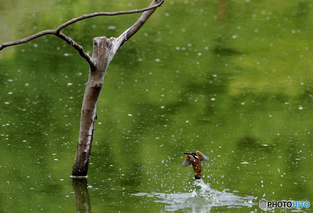 カワセミ　水面から飛出しの一瞬！①