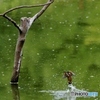 カワセミ　水面から飛出しの一瞬！①