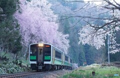 只見線桜満開！