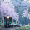 只見線桜満開！