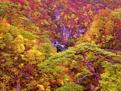 鳴子峡の紅葉！