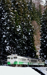 杉木立の中から！