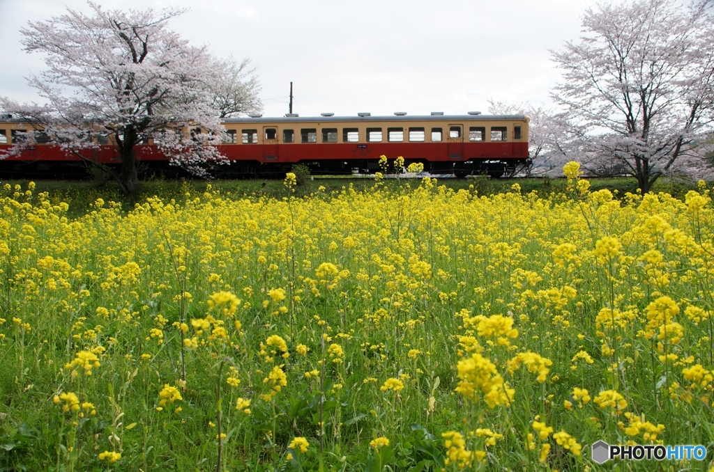 2023　小湊鉄道　春の飯給駅①