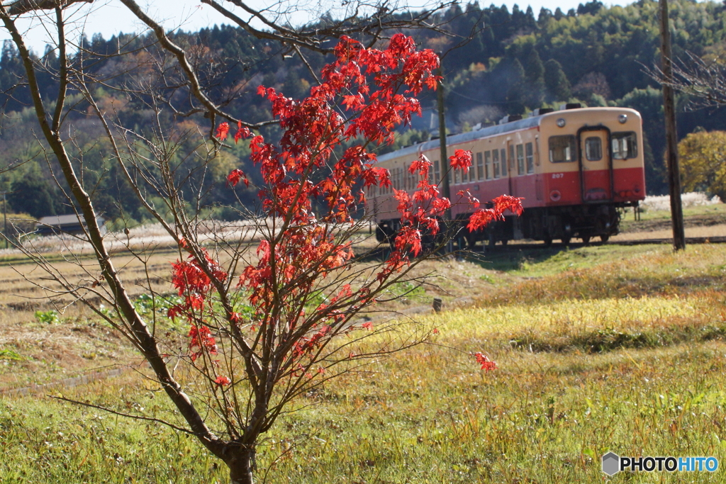 紅葉に去り行くキハ200型！