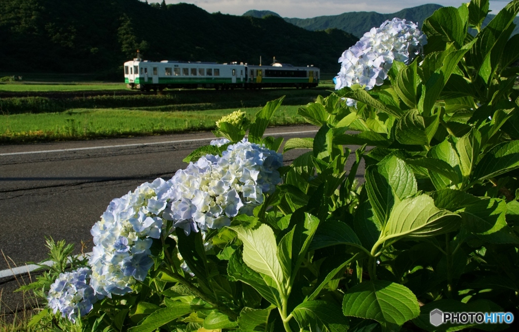 紫陽花とキハ！