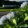 紫陽花とキハ！