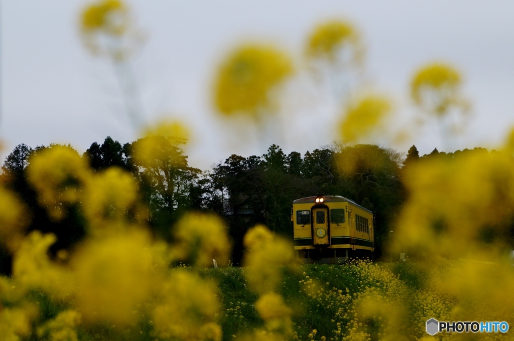 春到来　いすみ鉄道！②