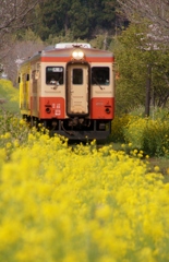 いすみ鉄道は春真盛り！③