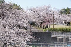 桜満開！
