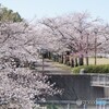 桜満開！