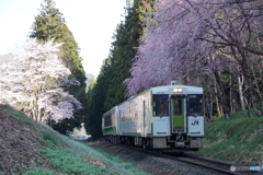 会津側の只見線桜満開partⅡ