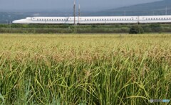 稲の実り風景がイイ！