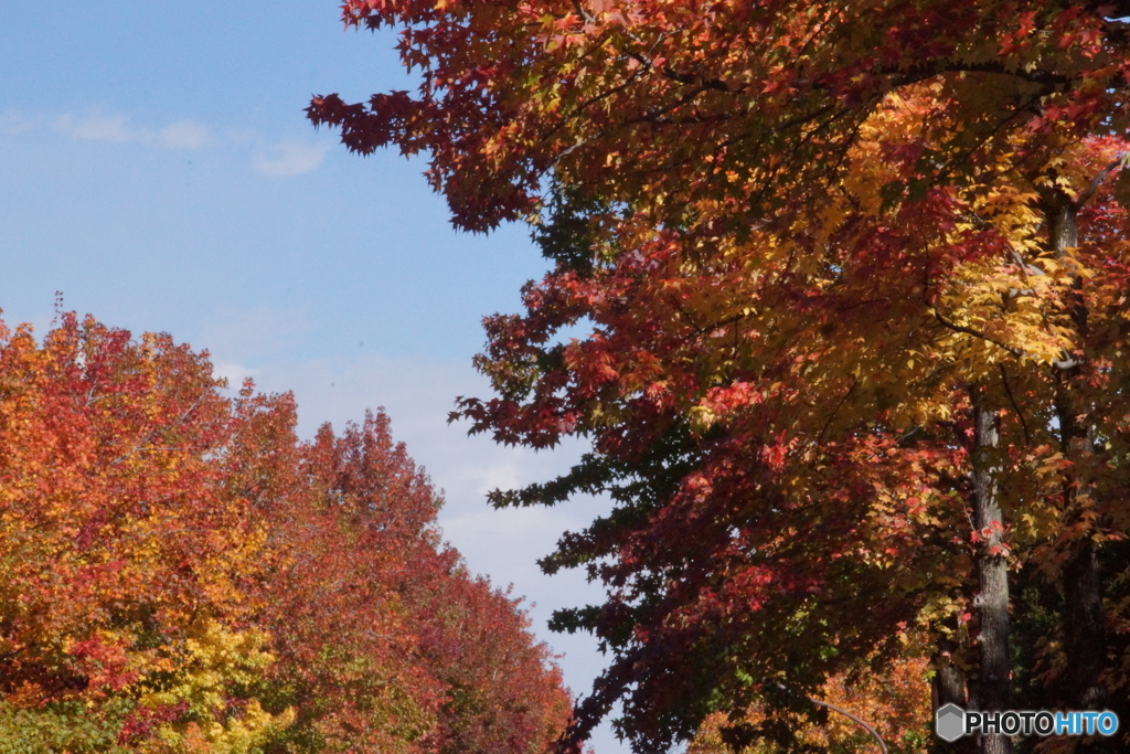 多摩市街路樹の紅葉！