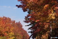 多摩市街路樹の紅葉！