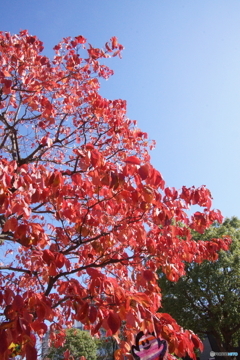 自宅近所の見惚れる青空と紅葉！