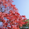 自宅近所の見惚れる青空と紅葉！