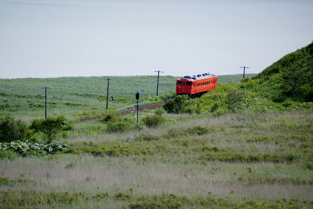 初夏の原野をのどかに走るタラコ色の単行キハ