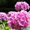 ピンクの紫陽花！