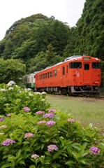 小湊鉄道のキハ40と紫陽花