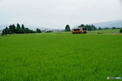 鮮やかな緑の田んぼを走るキハ120！