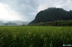 幻想的な田園風景！