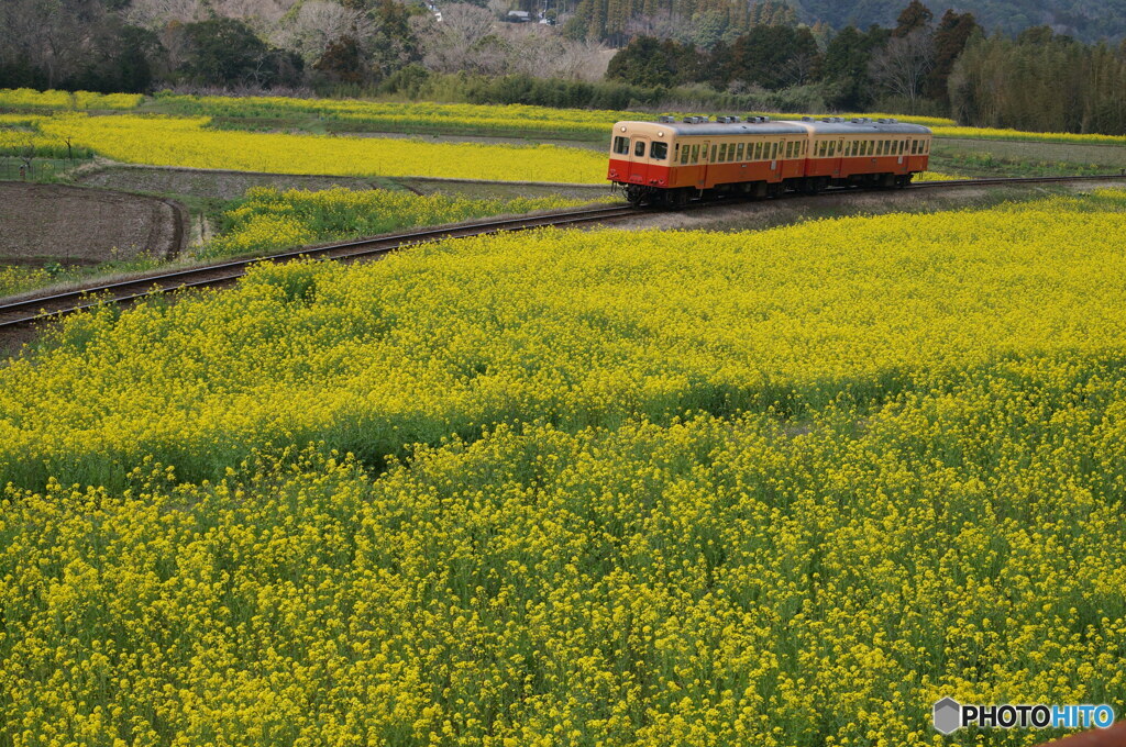 小湊鉄道　石神地区の菜の花！①