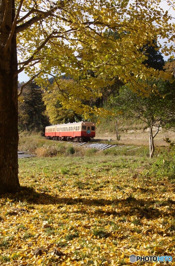 上総大久保駅付近の銀杏！