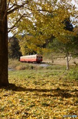 上総大久保駅付近の銀杏！