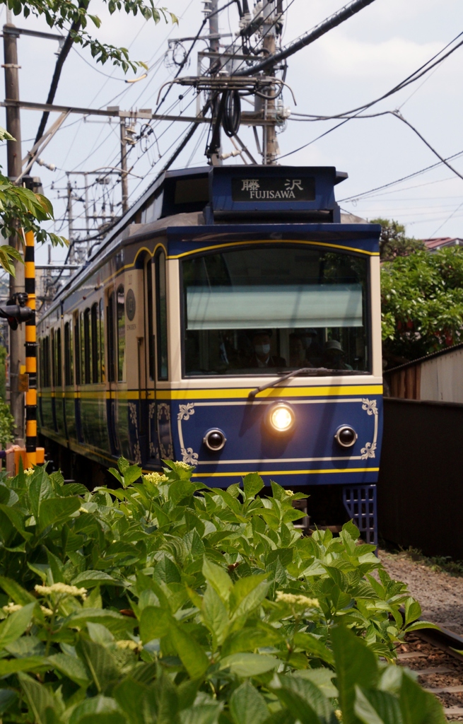 未開花の紫陽花と江ノ電10型車両！