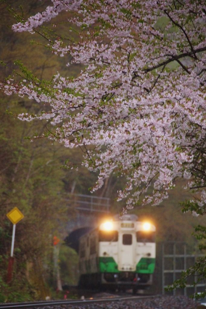もう咲いているかなぁ？