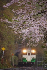 もう咲いているかなぁ？