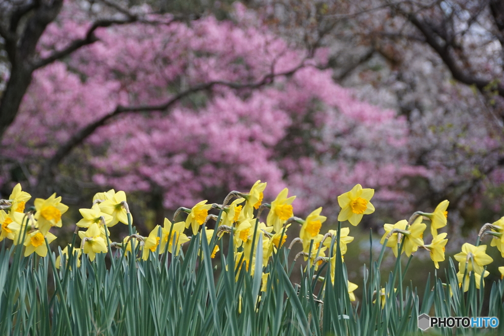 スイセンと桜！