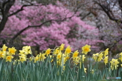 スイセンと桜！